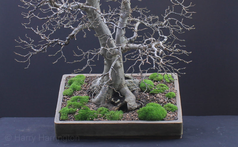 hornbeam bonsai